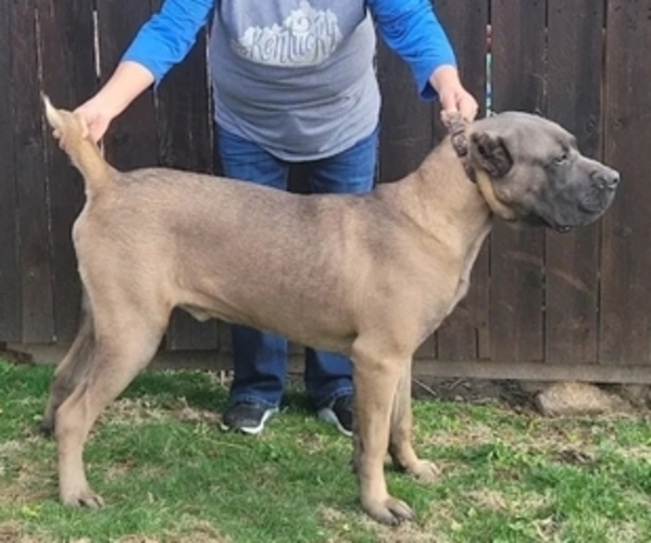 Medium Photo #1 Cane Corso Puppy For Sale in PROVIDENCE, KY, USA