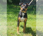 Small #3 Rottweiler Mix