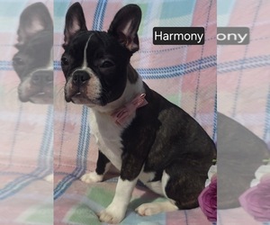 Faux Frenchbo Bulldog Puppy for Sale in MINERAL WELLS, West Virginia USA