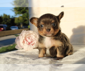 Chihuahua Puppy for sale in SAN JOSE, CA, USA