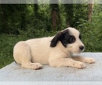 Small #4 Australian Shepherd-Boston Terrier Mix