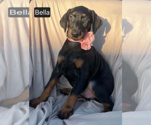 Medium Photo #5 Doberman Pinscher Puppy For Sale in POMEROY, OH, USA