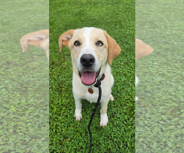 Medium Photo #4 Labrador Retriever-Unknown Mix Puppy For Sale in Rockaway, NJ, USA