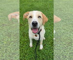 Small #3 Labrador Retriever Mix