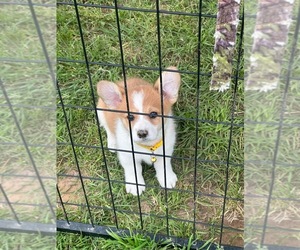 Pembroke Welsh Corgi Puppy for Sale in ATHENS, Texas USA