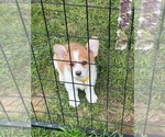 Small Photo #1 Pembroke Welsh Corgi Puppy For Sale in ATHENS, TX, USA