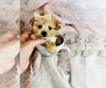 Small #25 Poodle (Toy)