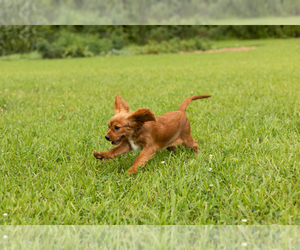 Cavalier King Charles Spaniel Puppy for sale in TOPEKA, IN, USA
