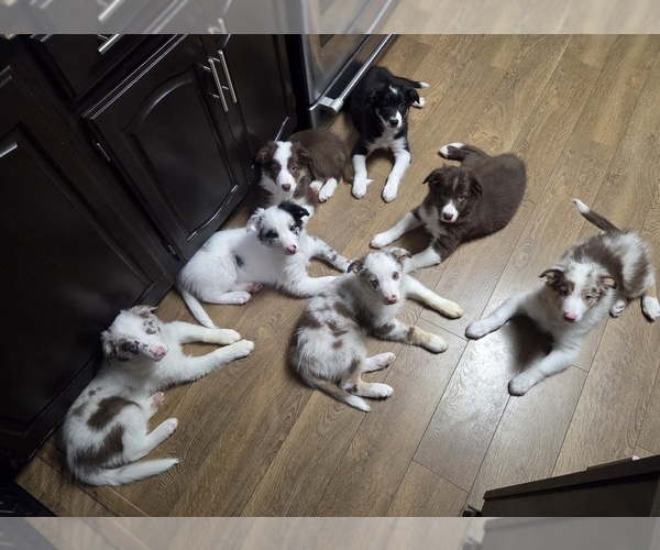 Medium Photo #1 Border Collie Puppy For Sale in PORT EDWARDS, WI, USA