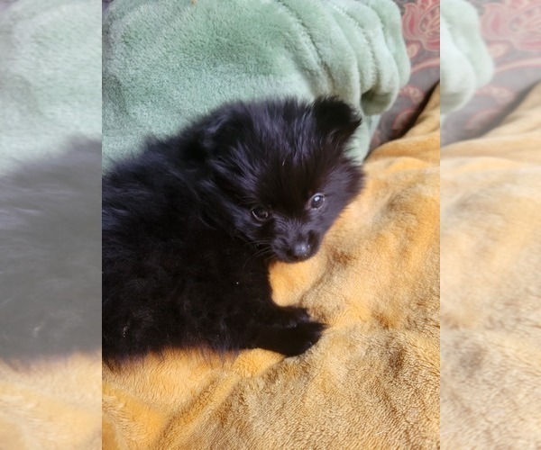 Medium Photo #3 Pomeranian Puppy For Sale in WILLIAMSBURG, CO, USA