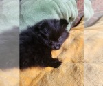 Small #2 Pomeranian