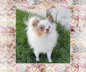 Mother of the Pomeranian puppies born on 09/26/2022