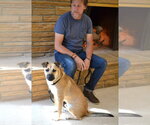 Small #3 German Shepherd Dog Mix