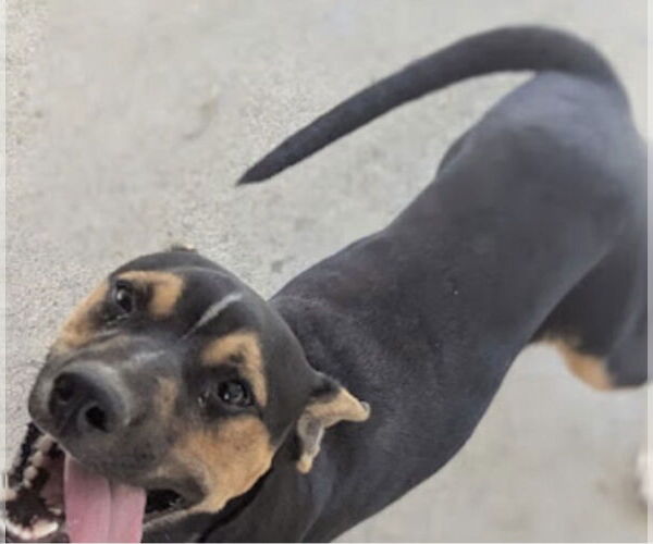 Medium Photo #2 Mutt Puppy For Sale in Pottstown, PA, USA