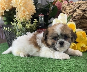 Shih Tzu Puppy for sale in CANOGA, NY, USA