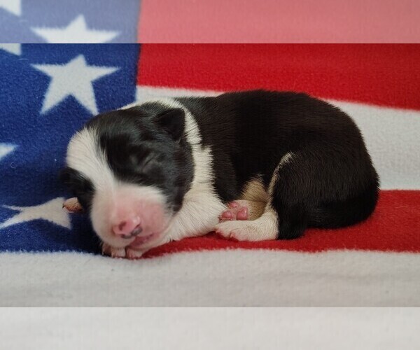 Medium Photo #45 Border Collie Puppy For Sale in NORBORNE, MO, USA