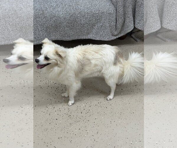 Medium Photo #3 Chihuahua-Unknown Mix Puppy For Sale in York, SC, USA