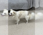 Small #2 Chihuahua Mix