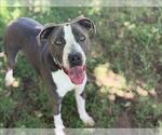 Small #1 Mutt
