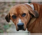 Small #2 Basset Hound-Redbone Coonhound Mix