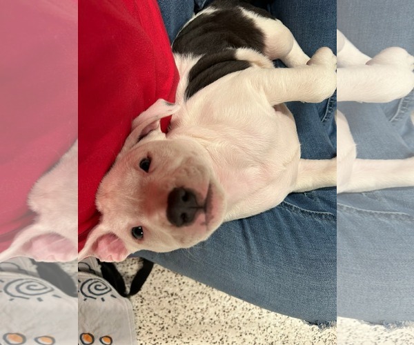 Medium Photo #2 Mutt Puppy For Sale in Holly Springs, NC, USA