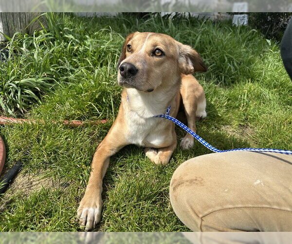 Medium Photo #1 Labrador Retriever-Unknown Mix Puppy For Sale in McKinleyville, CA, USA