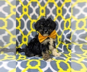 Miniature Bernedoodle-Poodle (Miniature) Mix Puppy for sale in OXFORD, PA, USA