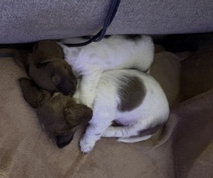 Dachshund Puppy for sale in BLANCHARD, OK, USA