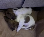 Belle and Jax - Female Dachshund Puppy for Sale - Small photo