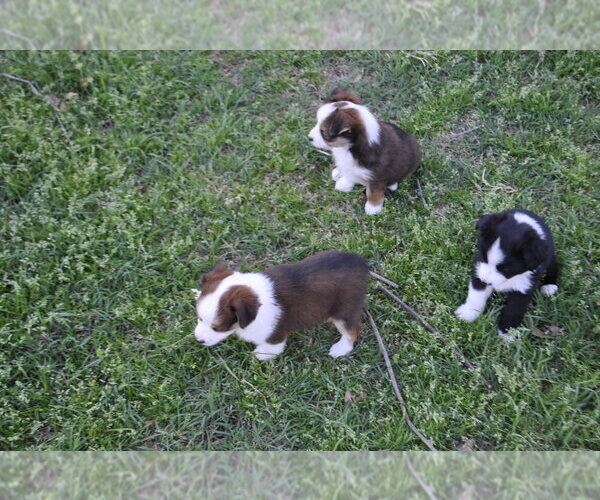 Medium Photo #7 Miniature Australian Shepherd Puppy For Sale in SWAN, TX, USA