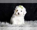 Small Photo #83 Maltipoo Puppy For Sale in WARSAW, IN, USA