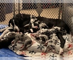 Small Photo #58 Great Dane Puppy For Sale in MARICOPA, AZ, USA