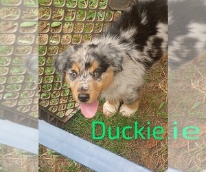 Australian Shepherd Puppy for sale in NEW LONDON, MO, USA