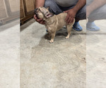 Small #5 French Bulldog