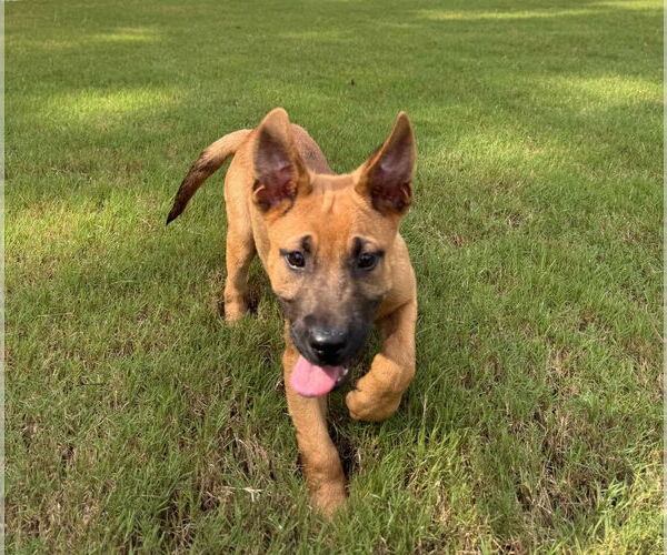 Medium Photo #14 Labrador Retriever-Unknown Mix Puppy For Sale in Holly Springs, NC, USA