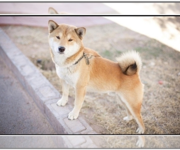 Medium Photo #1 Shiba Inu Puppy For Sale in LAS VEGAS, NV, USA