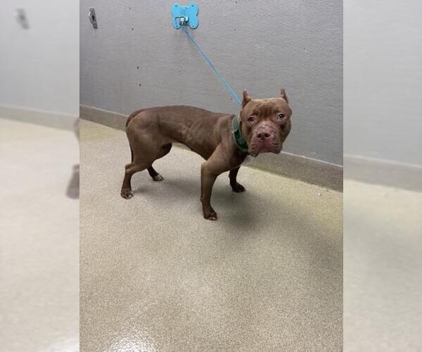 Medium Photo #1 Mastiff-Unknown Mix Puppy For Sale in Las Vegas, NV, USA