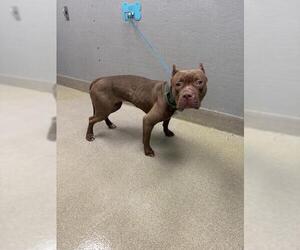 Mastiff-Unknown Mix Dogs for adoption in Las Vegas, NV, USA