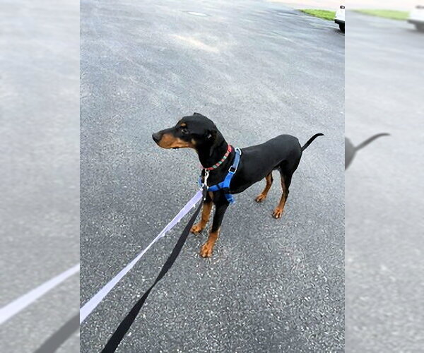 Medium Photo #18 Doberman Pinscher Puppy For Sale in Omaha, NE, USA