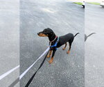 Small #17 Doberman Pinscher