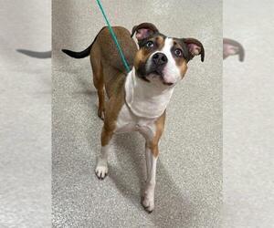 Mutt Dogs for adoption in Louisville, KY, USA