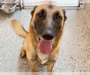 NIKKO - Male Mutt Dog for Adoption - Photo #2
