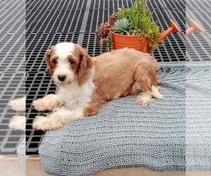 Mother of the Cavapoo-Poodle (Toy) Mix puppies born on 06/20/2025