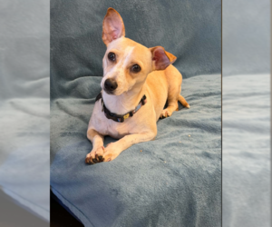 Poppers - Female Chihuahua-Unknown Mix Dog for Adoption - Photo #3