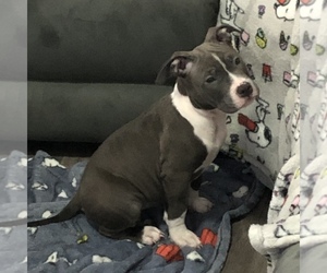 American Bully-American Pit Bull Terrier Mix Puppy for sale in LATHROP, CA, USA