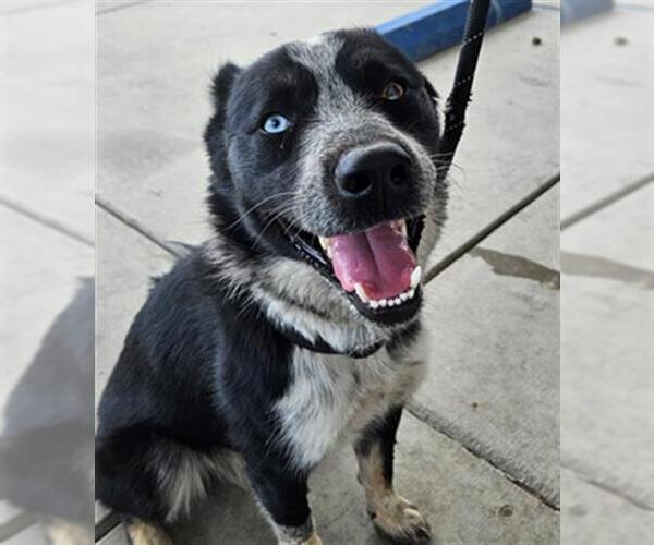 Medium Photo #1 Border Collie Puppy For Sale in Bakersfield, CA, USA
