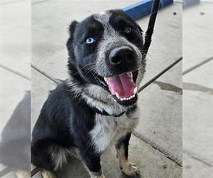 Border Collie Dogs for adoption in Bakersfield, CA, USA