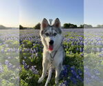 Small Siberian Husky
