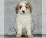 Small #2 Poodle (Miniature)