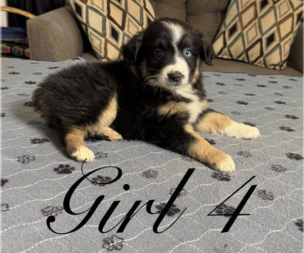 Medium Photo #111 Miniature Australian Shepherd Puppy For Sale in SALISBURY, NC, USA